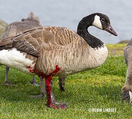 Canada goose discount attacks dog