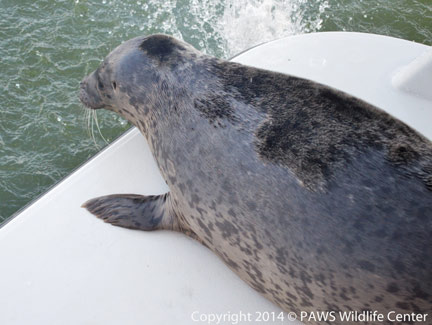 Harbor-Seal-141706-Release-082614-JM-(2)