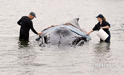 robin-lindsey-humpback-whale-response-blog