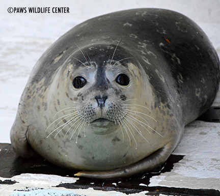 seal-Hope-blubberblog