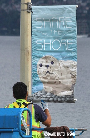 sealsitters-banners
