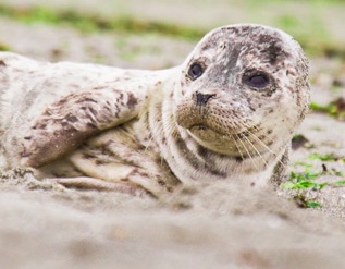 Harbor seal